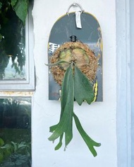 P. Willinckii spare dwarf tastuta