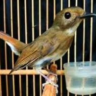 BURUNG SRDC BALI JANTAN