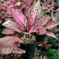 Tanaman hias aglonema pink lady +pot
