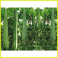 ✑ Ramgo Seeds Patola Datu Hava(10Seeds repack)