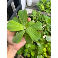 Live Dwarf / Rosette Water Lettuce / Cabbage / Pistia 浮萍- Floating Aquatic Plant (Kiambang Betta) Fi