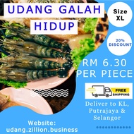 Udang Galah Hidup Size XL | RM 6.30 seekor, 68 Gram, 23 CM Length | MERDEKA DAY PROMOTION | Money Ba