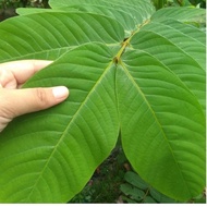 FRESH CORIANDER LEAVES 1KG KIMANILA CHINESE KETAPANG
