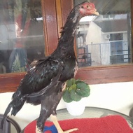 Ayam jantan Black O ShamoKhoy Tulangan Besar Pukul keras