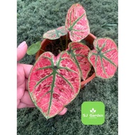 Caladium Strawberry🍓