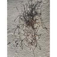 Bulu perindu asli 100%