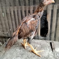 Ayam Shamo Super Ekor Lidi Tulangan Besar