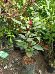 Bibit Tanaman Bunga Rosella Merah | Bunga Rosela | Pohon Rosela Herbal