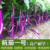 48 Hours Delivery Four Seasons Sowing Beef Heart Eggplant Long Eggplant Hang Eggplant No. 1 Vegetabl