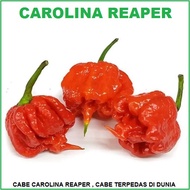 CABE CAROLINA REAPER 3 biji / bibit / benih CABAI / CABE TERPEDAS DI DUNIA (  cabe ini bahan dasar d