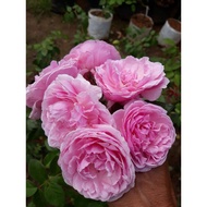 Climbing Rose Bishop Classic