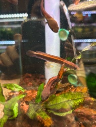 Channa Red Maru SBK 2-3inci [Pellet trained][Jamin Hidup] Ikan hiasan akuarium cantik lawa - emperor