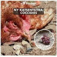 Merawat ayam berak berdarah ,kurus dan berak cirit (coccidiosis) repack 60ml