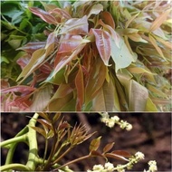 Pokok Ulam Kedondong Hutan Gehei