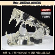 寵物動物牙齒模型貓牙貓頭口腔教學演示透明牙齒模型獸醫醫院教學