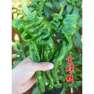 Screw Pepper Seed Seeds Small Pepper Seeds Seeds Four Seasons Vegetables Spring Potted Golden Vegeta