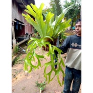 staghorn fern large size