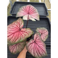 caladium_thailand_hybrid