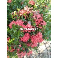 🔥Anak Pokok Bunga Asoka /Ixora Bunga Merah / Mini jejarum size S Polibag 🔥