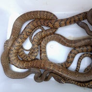 Ptyas Mucosus  Non venom Berkualitas