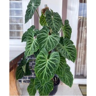 Soft Pot Philodendron Verrucosum healthy and beautiful seedling pot