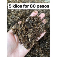 Bulok na IPa Composted Rice Hull