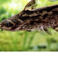 ikan hias colombia catfish shark aquascape