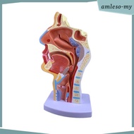 [AmlesoMY] Human Anatomical Nasal Cavity Throat Anatomy Model 4.74.79.5 Inches