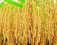 BENIH PADI CIHERANG BERUANG (3KG)