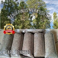 benih/biji pohon pinus merkusii kemasan 1kg