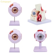 Cologogo1 6X Eyeball Anatomy Model Shows Triple layer membrane of eyeball wall Lens More