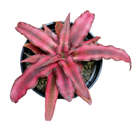 tanaman cryptanthus red star|cryptanthus merah|cryptanthus bivittatus red star