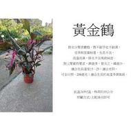 心栽花坊-黃金鶴/5吋/觀葉植物/室內植物/綠化植物/售價180特價150