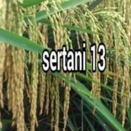 READY Bibit Padi Unggul Sertani 13a 5kg