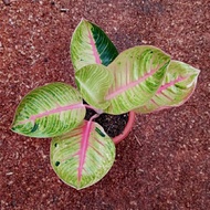 aglaonema goliath/bibit tanaman aglonema goliat