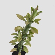 zac.culent - Euphorbia caducifolia (Succulent Cactus)