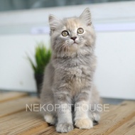 Promo Adopsi Kucing Kitten Persia Longhair Lucu 2.5 Bulan Berkualitas