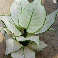 tanaman hias Aglonema Super White / tanaman Aglonema