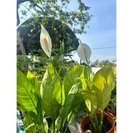 peace lily/pokok lily tahan panas