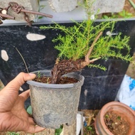 bonsai material cucur atap coreng atap