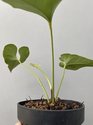 Spesial Tanaman Hias Anthurium Brownii / Anthurium Corong