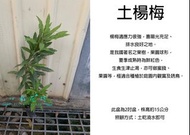 心栽花坊-土楊梅/楊梅/2吋/實生苗/綠化環境/水果苗/嫁接用/售價50特價40