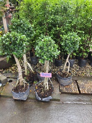 ต้นช้อนทอง Banyan Tree ทรงบอนไซ  ไม้มงคล ความหมายดี เสริมมงคล เรียกทรัพย์ ต้นสูง 50-60cm  ส่งพร้อมถุงชำเรียกทรัพย์สินเงินทอง ที่คนทำมาค้าขายมักปลูกไว้กวักเงินทองให้ไหลมาเทมา