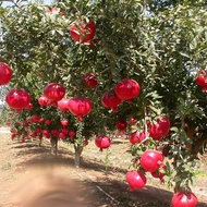 Tanaman buah delima merah.