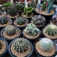 Cactus Cactus Potted Plant Combination Succulents Multicolored Cactus Wholesale Indoor Green Plant