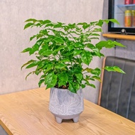 旺旺樹 發財樹 盆栽 水泥盆樹葉紋 桌上盆栽 開幕送禮 喬遷禮物