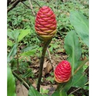 pokok lempoyang / halia hutan