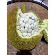 Tarap / Timadang / Tua