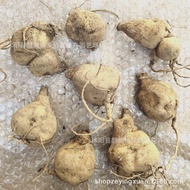 Wholesale Dahlia Planting Ball Root Flower Sweet Potato Flower Dahlia Seed Dahlia Flower Large Quant