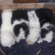 Kelinci Anakan Fuzzy Lop